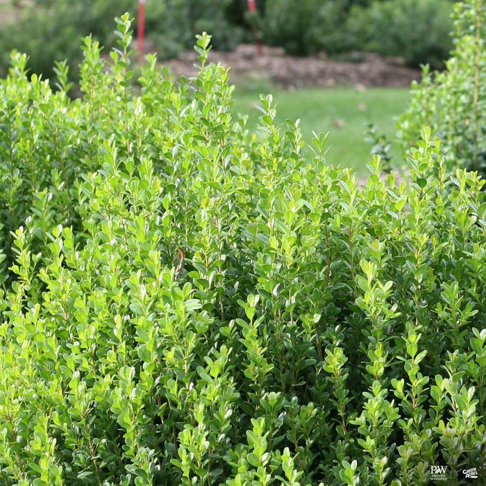 Sprinter Boxwood Leaf Detail