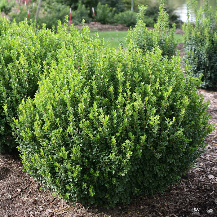 Sprinter Boxwood