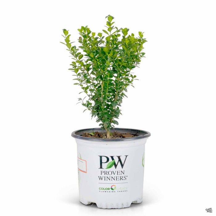 Sprinter Boxwood 01T Proven Winners