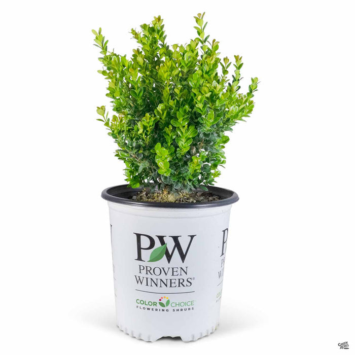 Sprinter Boxwood 02T Proven Winners