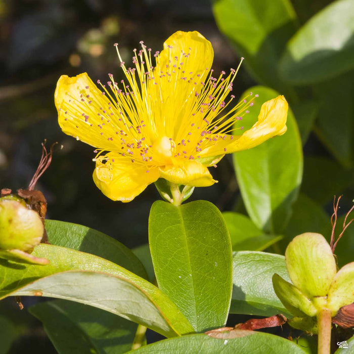 St. John's Wort