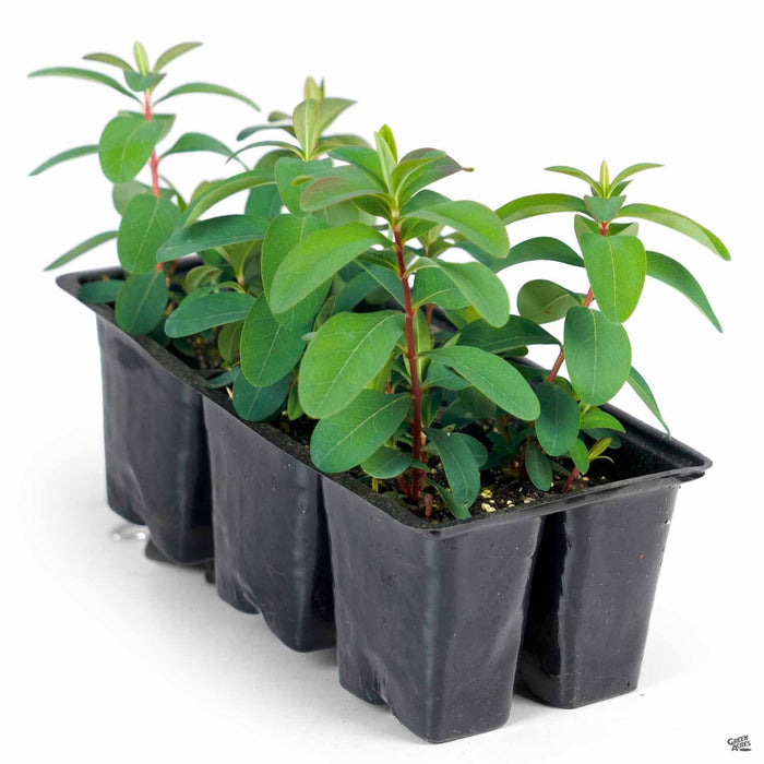 St John's Wort 6-pack