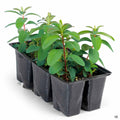 St John's Wort 6-pack