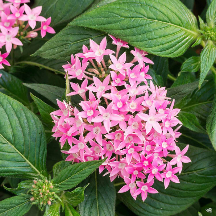 Star Clusters Pink