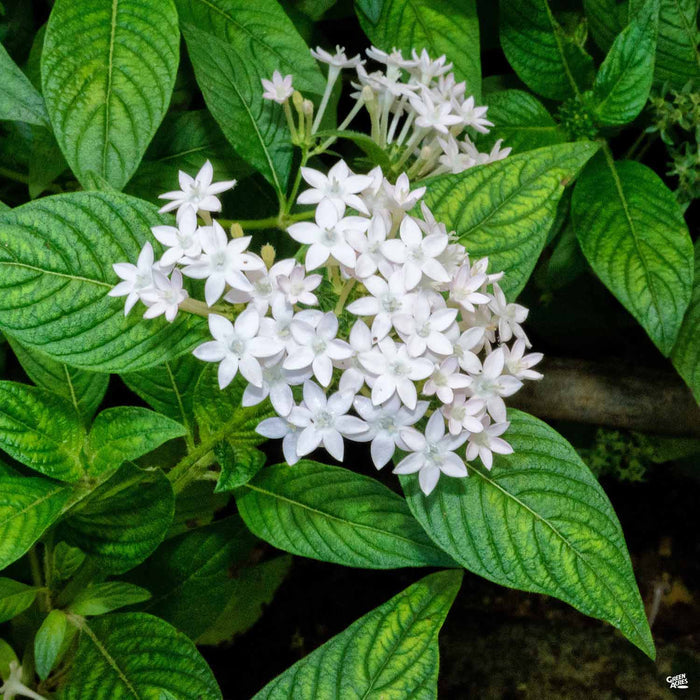 Star Clusters White