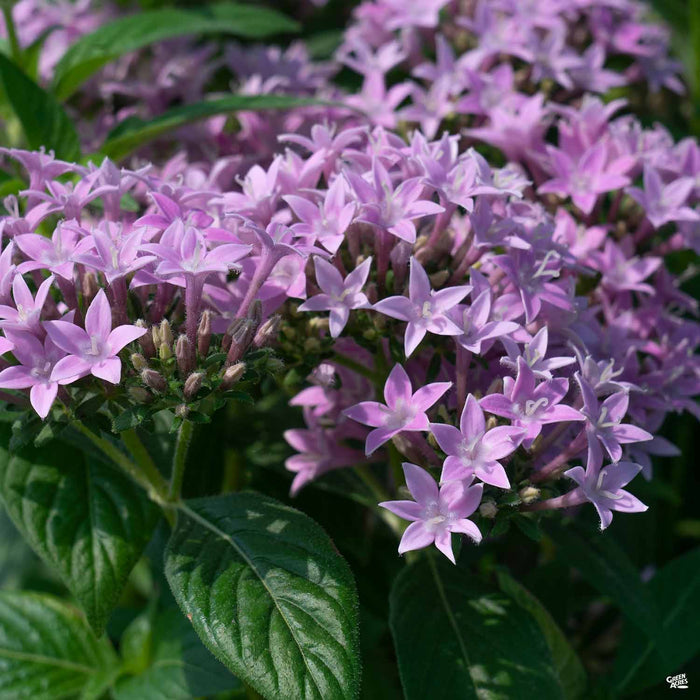 Star Clusters 'Graffiti Lavender'