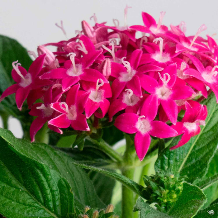 Star Clusters Graffiti Rose