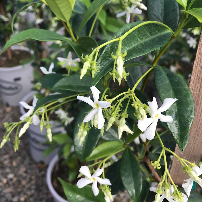Star jasmine Staked