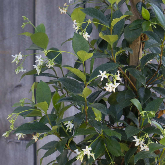 Star jasmine Staked