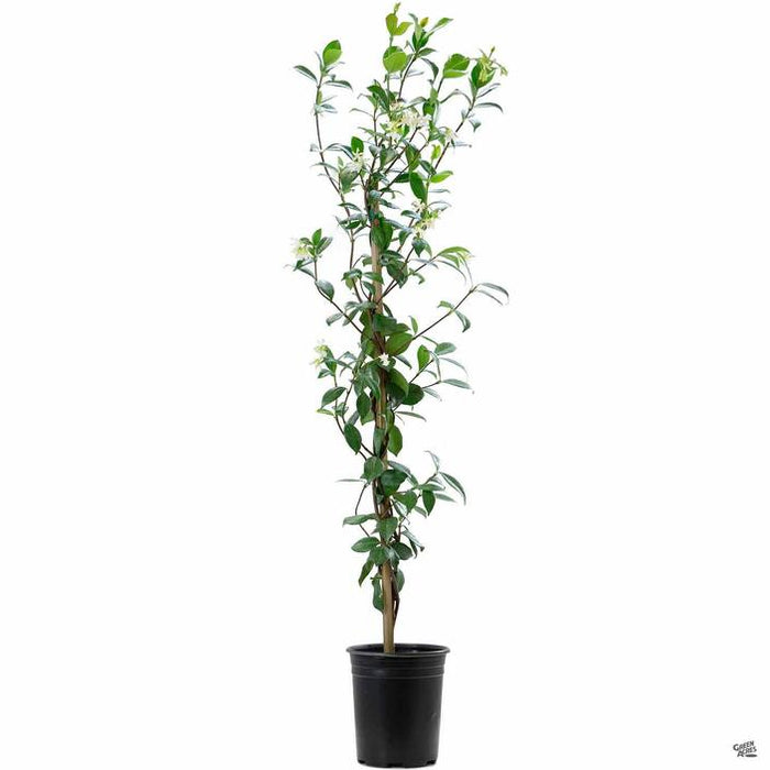 Star Jasmine Staked 1 gallon