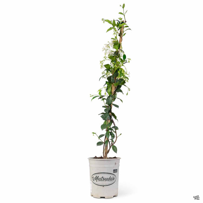 Star jasmine 1 gallon Staked Matsuda's