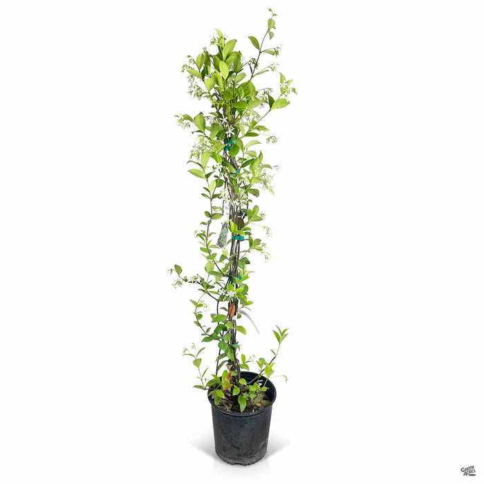 Star jasmine 3 gallon Staked