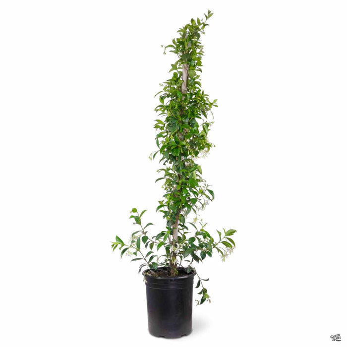 Star jasmine 5 gallon Staked (better looking plant)