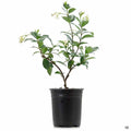 Star Jasmine 1 gallon
