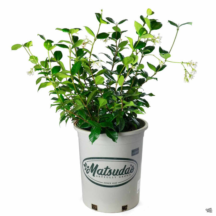 Star Jasmine 5 gallon