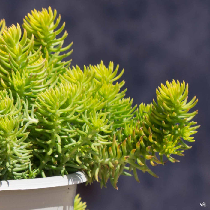 Sedum rupestre 'Angelina'