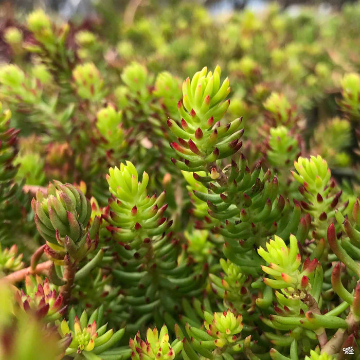 Sedum rupestre 'Angelina'