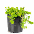 Sedum rupestre 'Angelina' 4 inch