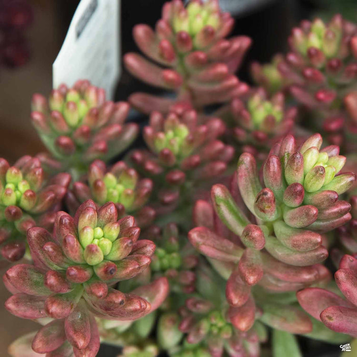 Sedum 'Aurora'
