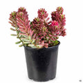 Sedum 'Aurora' 4 inch