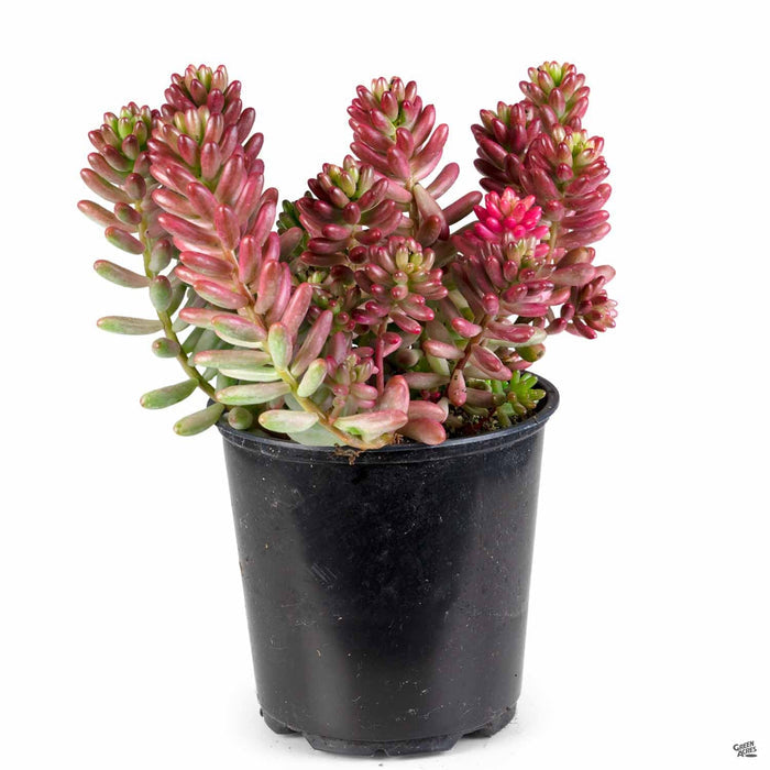 Sedum 'Aurora' 4 inch