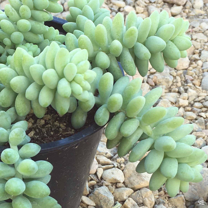 Stonecrop 'Burrito'