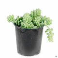 Stonecrop 'Burrito' 4 inch