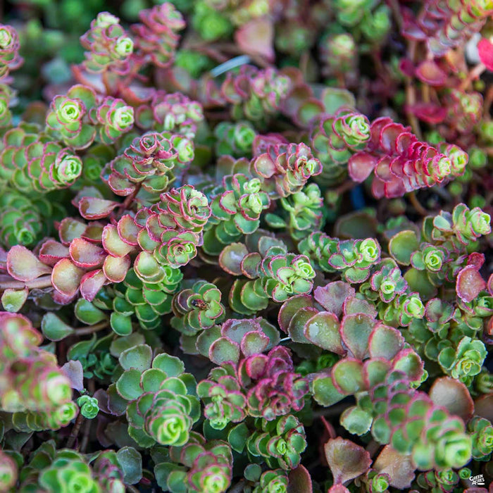 Stonecrop 'Dragon's Blood'