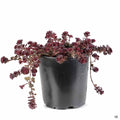 Stonecrop 'Dragon's Blood' 4 inch