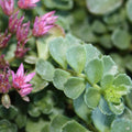 Stonecrop 'John Creech'