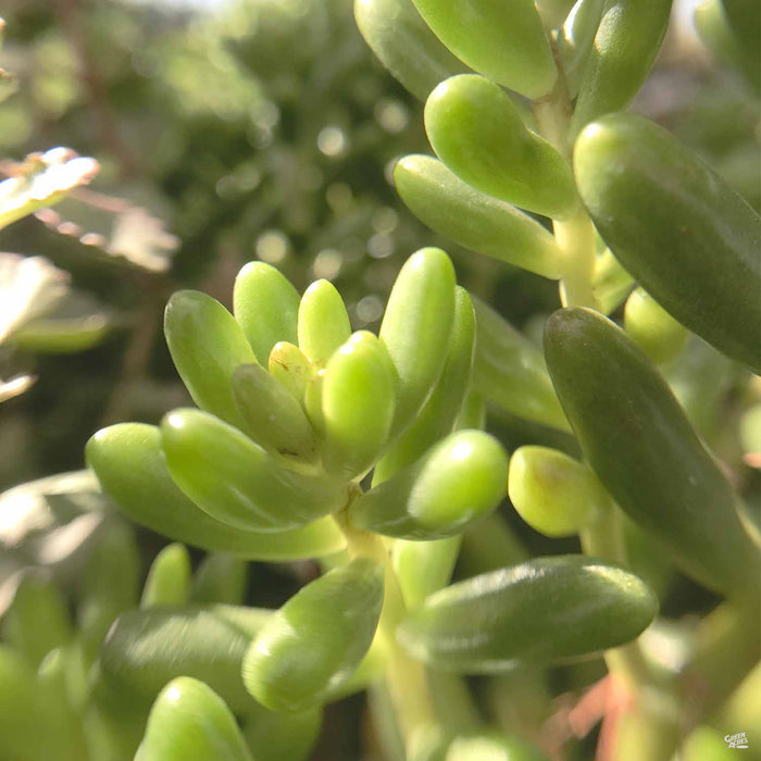 Sedum rubrotinctum Pork and Beans