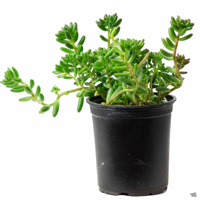Sedum rubrotinctum Pork and Beans 4 inch