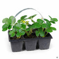 Strawberry 'Albion' 6 pack