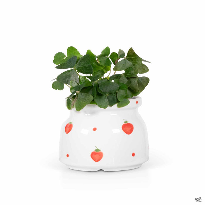Strawberry Crock Planter 4 inch