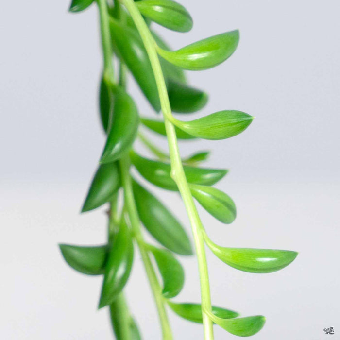 String of Bananas