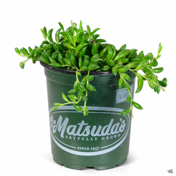 String of Bananas Quart Matsuda's