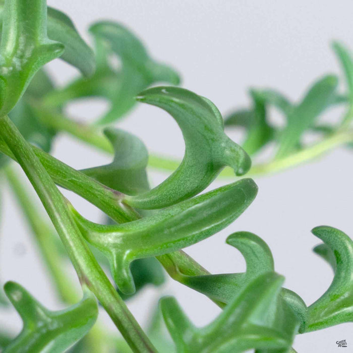 String of Dolphins