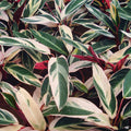 Stromanthe Triostar