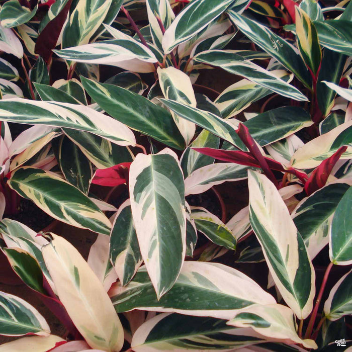 Stromanthe Triostar