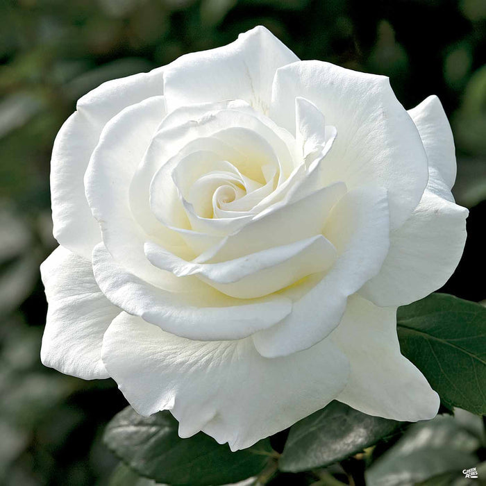 'Sugar Moon' Hybrid Tea Rose