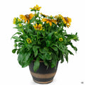 Summer Patio Cache Pot Echibeckia 12 inch
