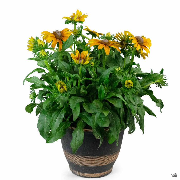 Summer Patio Cache Pot Echibeckia 12 inch