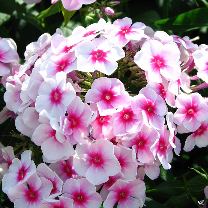 Summer Phlox