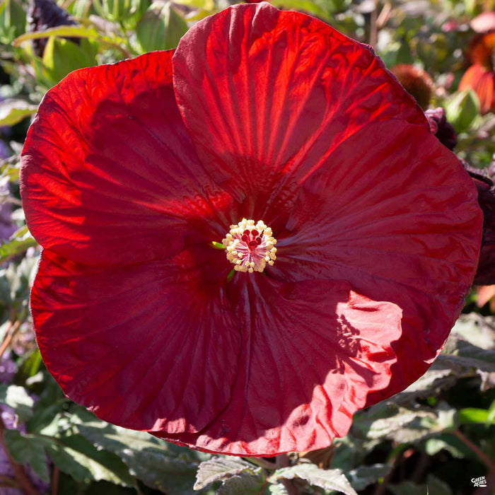 Hibiscus 'Summerific Cranberry Crush'