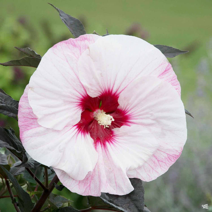 Hibiscus 'Summerific Perfect Storm'