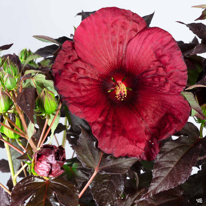 Hibiscus 'Holy Grail'
