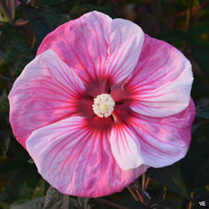 Hibiscus 'Summerific Cherry Coco Latte'