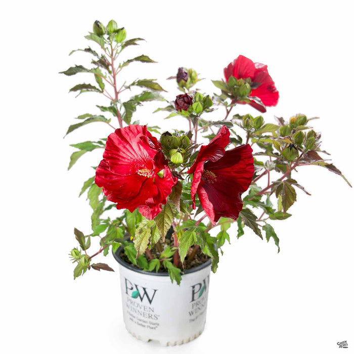 Hibiscus 'Summerific Cranberry Crush' 03T