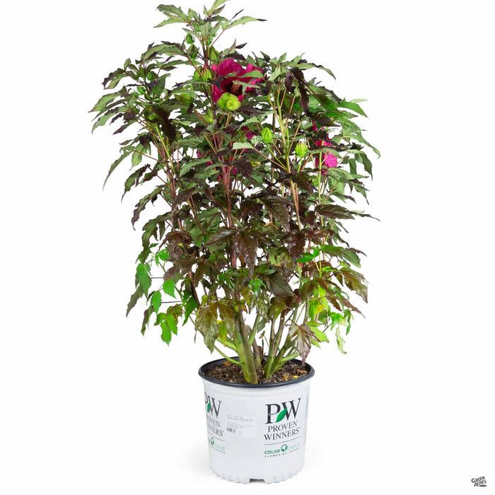 Hibiscus 'Summerific Evening Rose' 03T