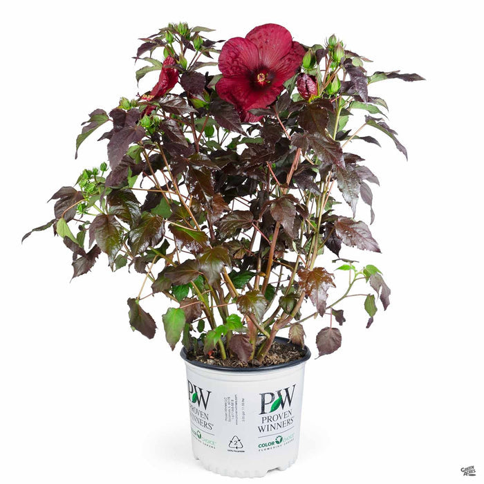 Hibiscus 'Summerific Holy Grail' 03T